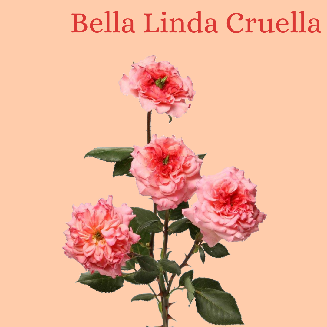 ROSE BR. BELLA LINDA CRUELLA 60